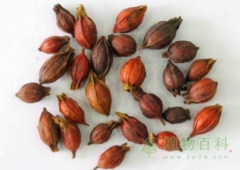 栀子花5种养护方法