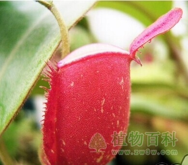 你不知道的辛布亚岛猪笼草的秘密