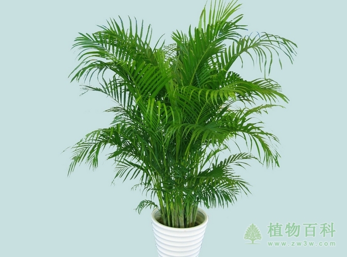 哪些植物养在室内可以净化空气，吸附有害气体？